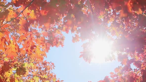 Tree leaves in autumn on sunny sky