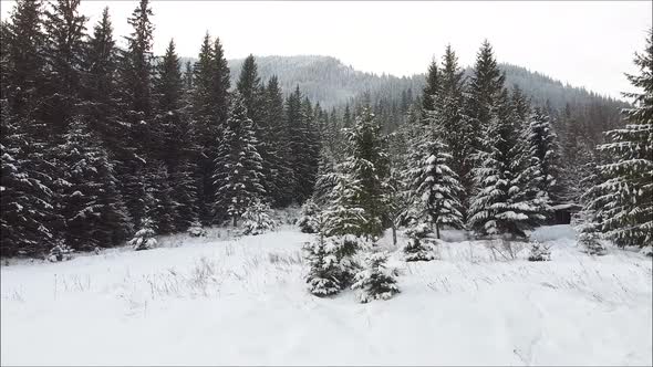 Aerial Winter Fly With Snow On Mountains Through Forest