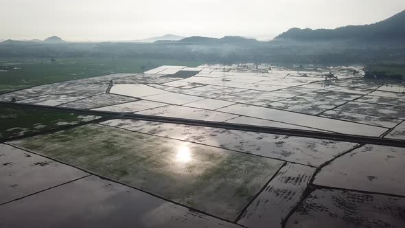 Agriculture rice paddy field after harvest season at Bukit Mertajam alt