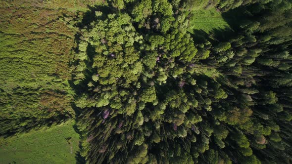 Flying Over the Forest and Field