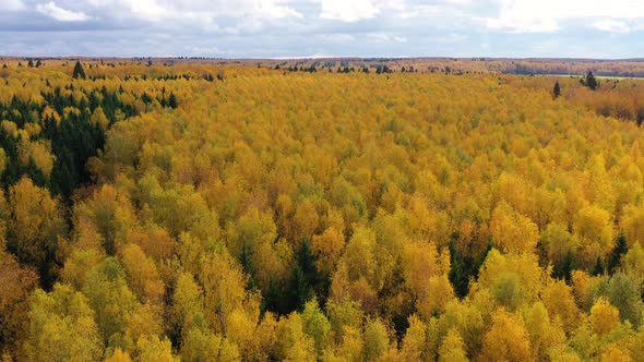 Aerial View of the Forest Under Clouds During the Autumn. Crowns of Trees with Yellow Foliage alt