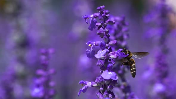 slow-motion of bee on Lavender flower