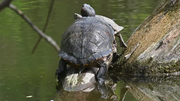 Pond Sliders AKA Red Eared Terrapin Turtles  Trachemys Scripta Elegans alt