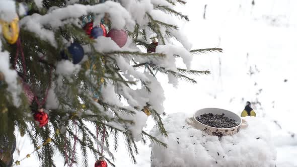 Tits Fly and Play at the Feeder in Winter in the Snow