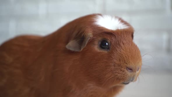 The Red Domestic Guinea Pig (Cavia Porcellus), Also Known As Cavy or Domestic Cavy alt