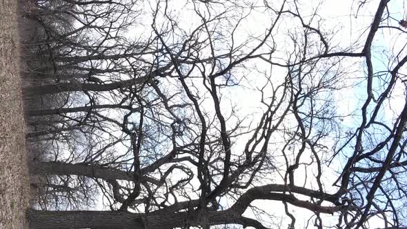 Vertical Video of the Forest with Trees Without Leaves alt