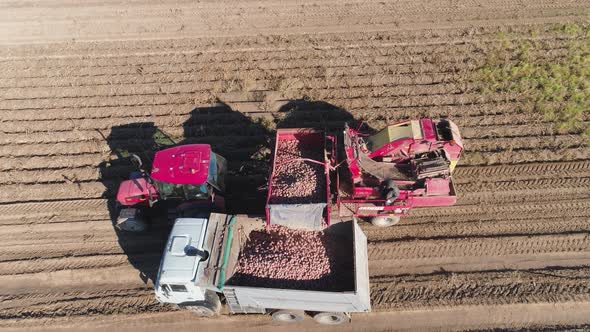 Harvesting Potatoes in Field alt