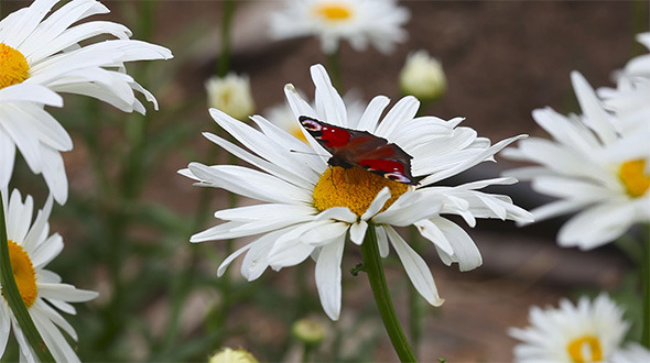 Butterfly on a Flower alt