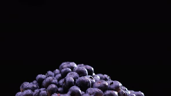 Blueberries on Black Background