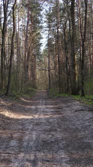 Vertical Video of a Road in the Forest alt