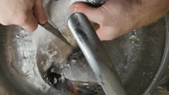 Male Hands Clean the Fish with a Knife Under Running Water From the Tap
