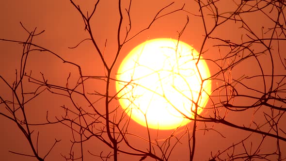 Sunrise Behind Branches