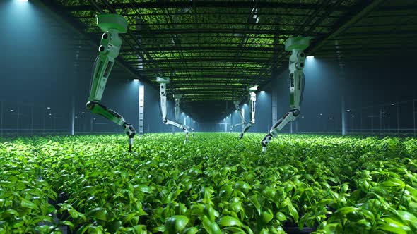 Fresh, young, green plants in a modern foggy greenhouse Camera flythrough. 4K HD