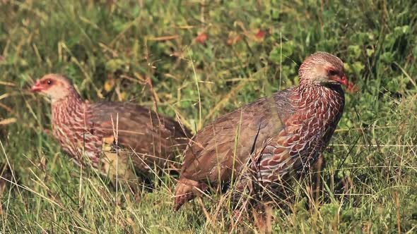 Jackson's Francolin Birds Pecking On The Green Grass At Aberdare National Park In Kenya On A Sunny D alt
