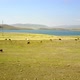 Cows grazing by the lake - Turkey, Kars