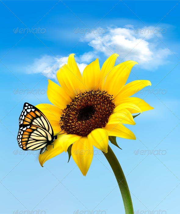 Background with Sunflower Field Over Cloudy Sky - Flowers & Plants Nature