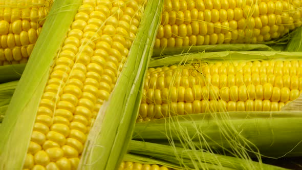 Fresh, young, raw ears of corn, background