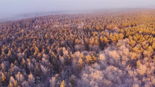 Aerial view of a frozen forest with snow covered trees at winter sunset