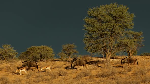 Wildebeest And Springbok Antelopes Against A Dark Sky alt