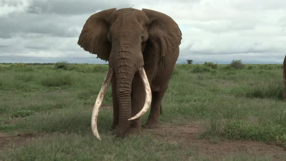 African Elephant (Loxodonta africana) tilt shot of big bull "Tusker" with huge tusks, eating, in the alt