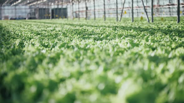 Sunny Day in a Greenhouse Growing Lettuce Closeup Shallow Depth of Field Sun Glare alt