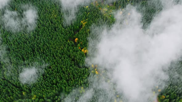 Aerial Drone Footage: Mountains Autumnt Forest Steam after Rain.