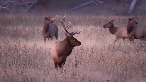 Bull Elk in field watching herd graze the grass alt