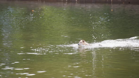 Dog jumping into pond to fetch a ball