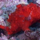 red warty frogfish (Antennarius macuatus0 sitting on coral rocks
