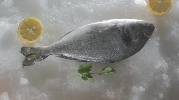 the Hand of a Shop Assistant in a Store Lays Fresh Raw Dorado Fish on a Snow Display alt