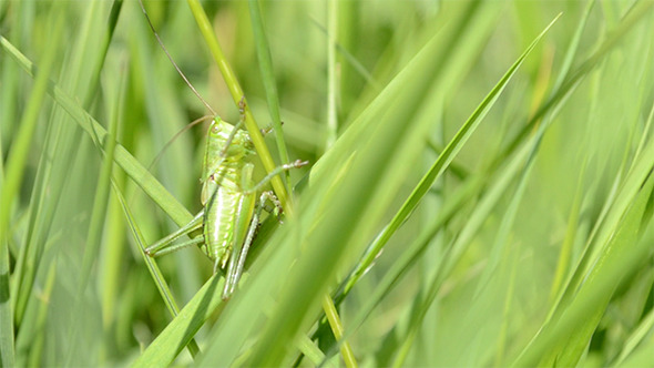 Green Grasshopper on Blade of Grass by Christian_Fletcher | VideoHive