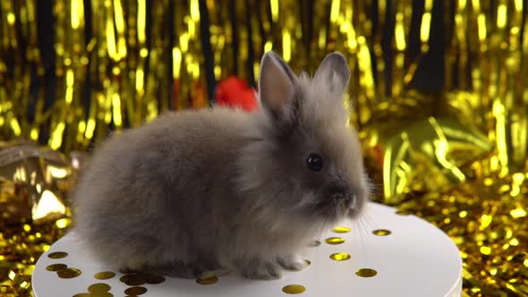 Cute Rabbit in the New Year's Hat