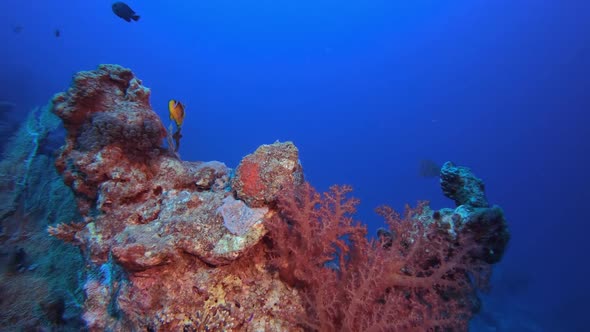 Coral Reef Clownfish alt