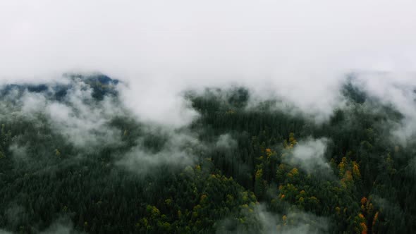 Aerial shot after Rainy Weather in Mountains. Misty Fog blowing over Pine tree Forest.