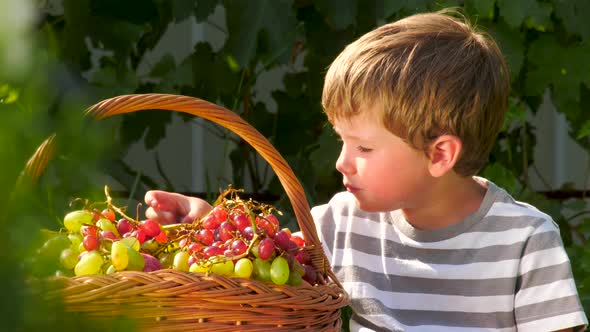 Boy eating grapes. Basket full of grapes. Gathering harvest. Gathering harvest. Eco living concept alt