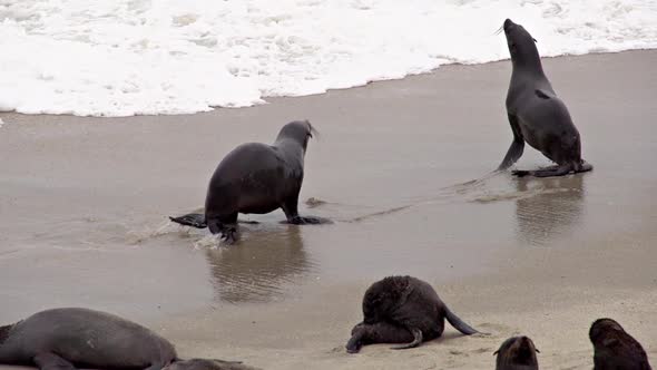 Seals Playing Slow Motion alt