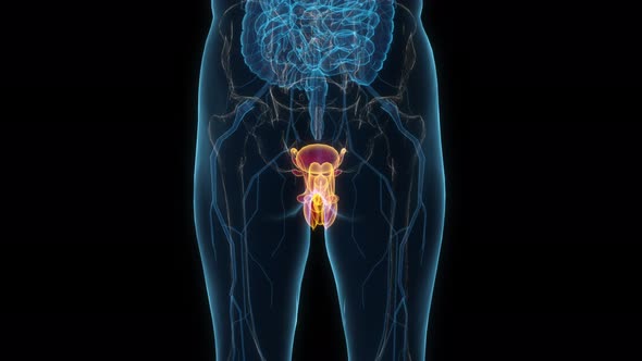 Male reproductive system 3d hologram