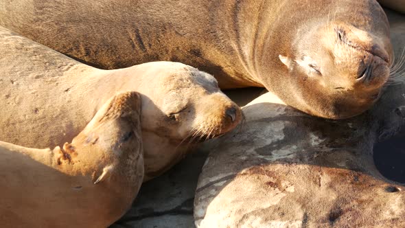 Sea Lions on the Rock in La Jolla. Wild Eared Seals Resting Near Pacific Ocean on Stones. Funny Lazy alt
