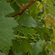 Unripe Green Grape - VideoHive Item for Sale