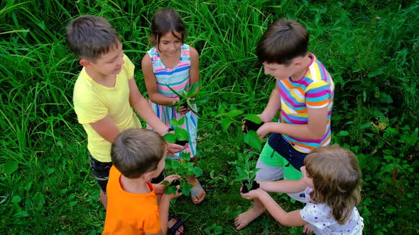 Children Plant a Tree in Summer alt