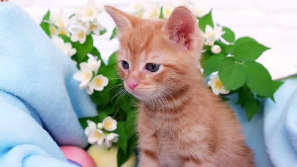 A small red tabby kitten sits comfortably in a blue blanket and looks around with easters eggs.