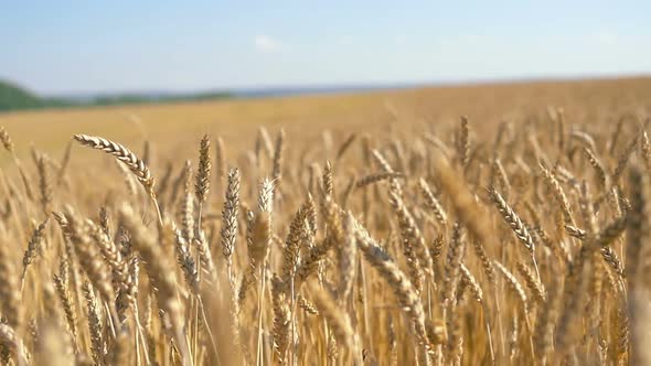 Rye Field 2