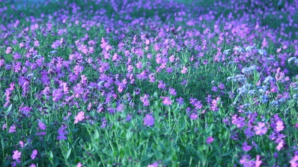 Field of Violet Flowers Panning alt