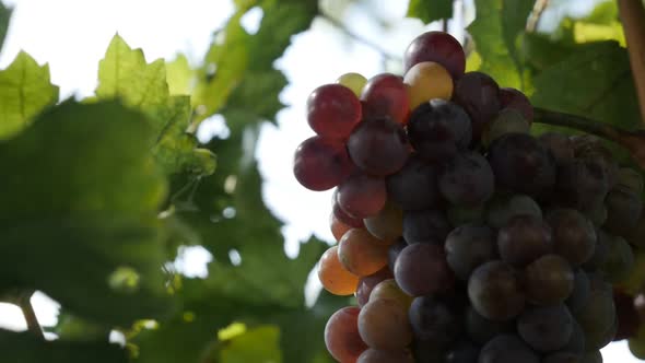 Vitis vinifera fruit in a vineyard on windy day slow-mo footage
