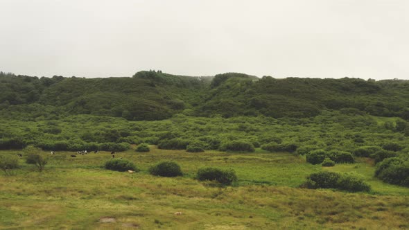 Drone Flight Over Hills And Cows alt