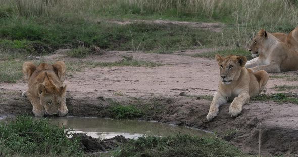 952005 African Lion, panthera leo, cub drinking at the Water hole, Nairobi Park in Kenya, Real Time alt