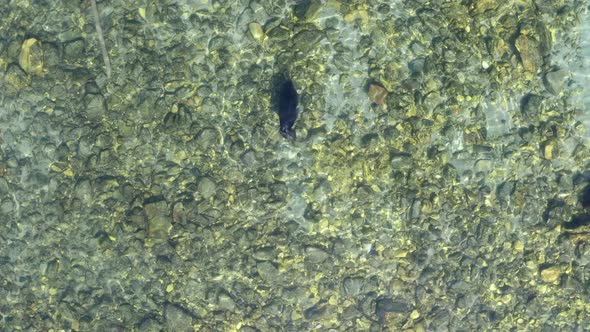 Seal Swim in Water Aerial Following Shot of Lion Nerpa alt