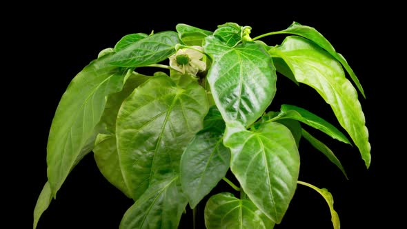 Time Lapse of Growth Sweet Bell Peppers Plants alt