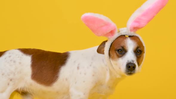Funny dog wears Easter ears of a rabbit on a yellow studio background.