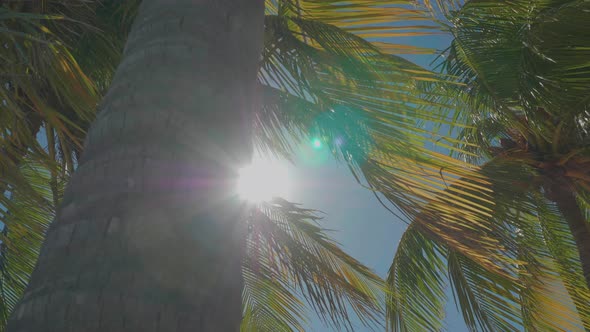 Tall Palm Tree In The Caribbean Revealing Bright Sun 